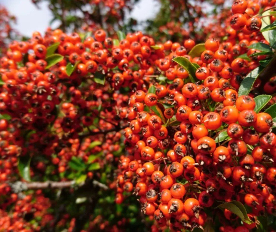 Превью изображения