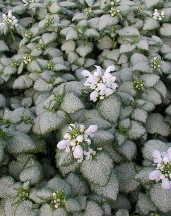 Превью изображения