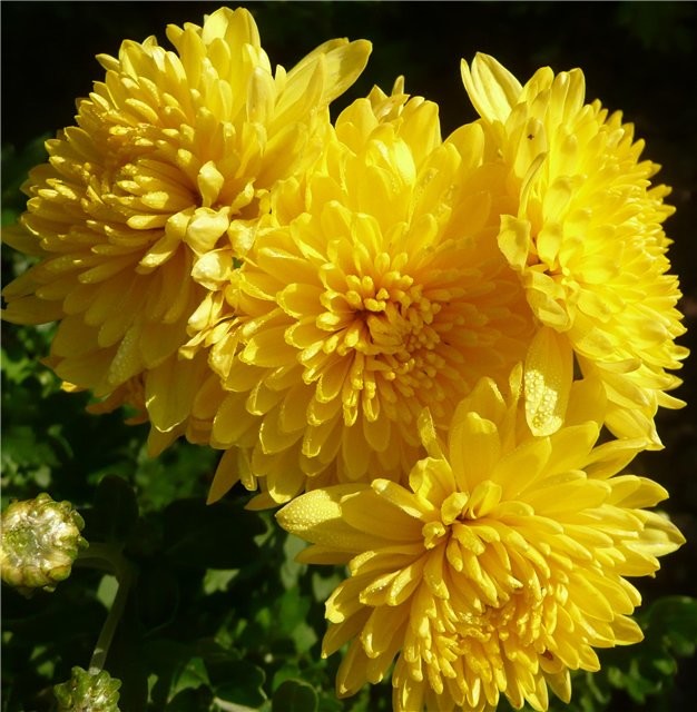 Превью изображения