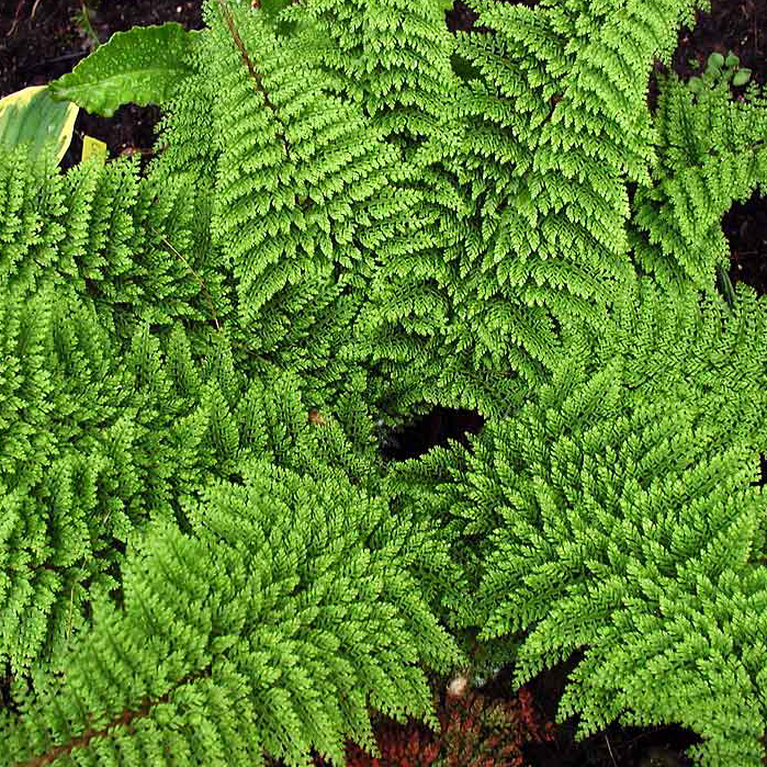 Превью изображения