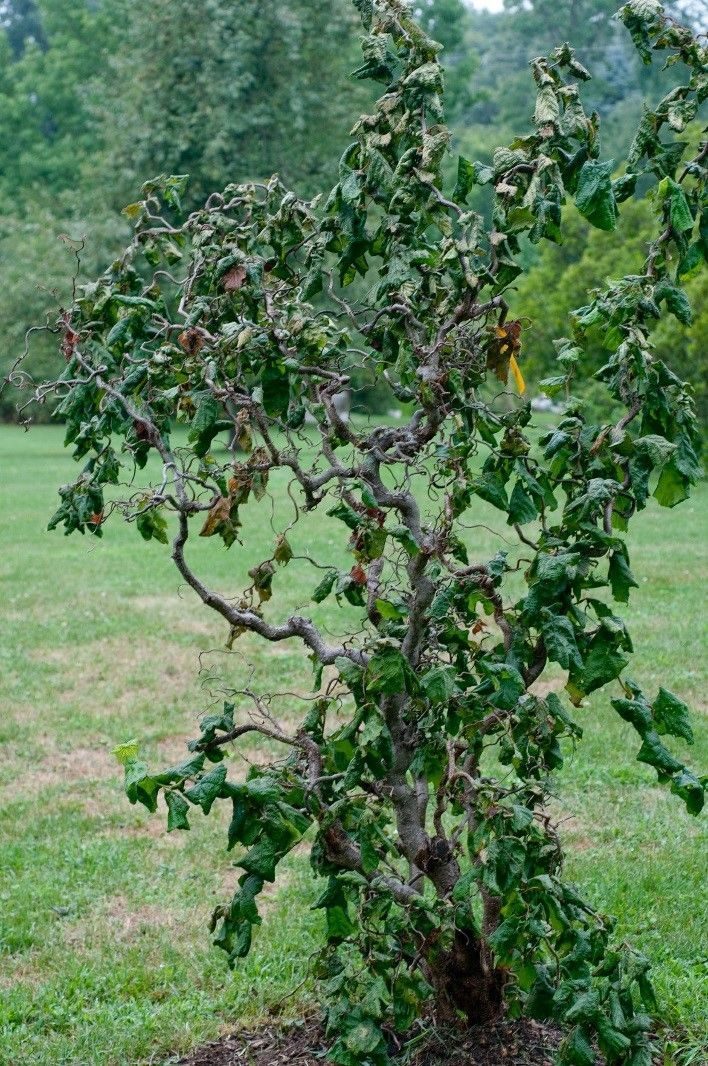 Превью изображения