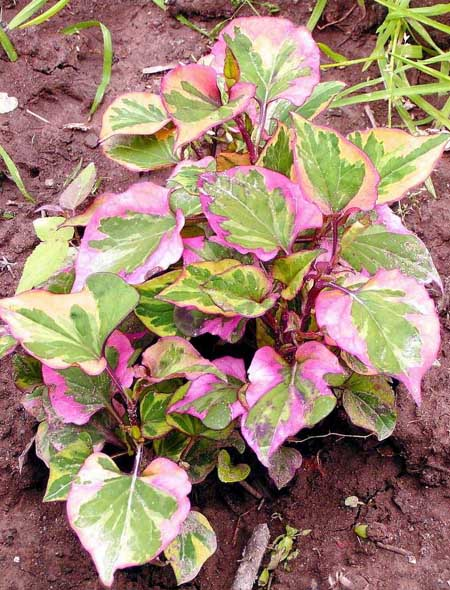 Превью изображения