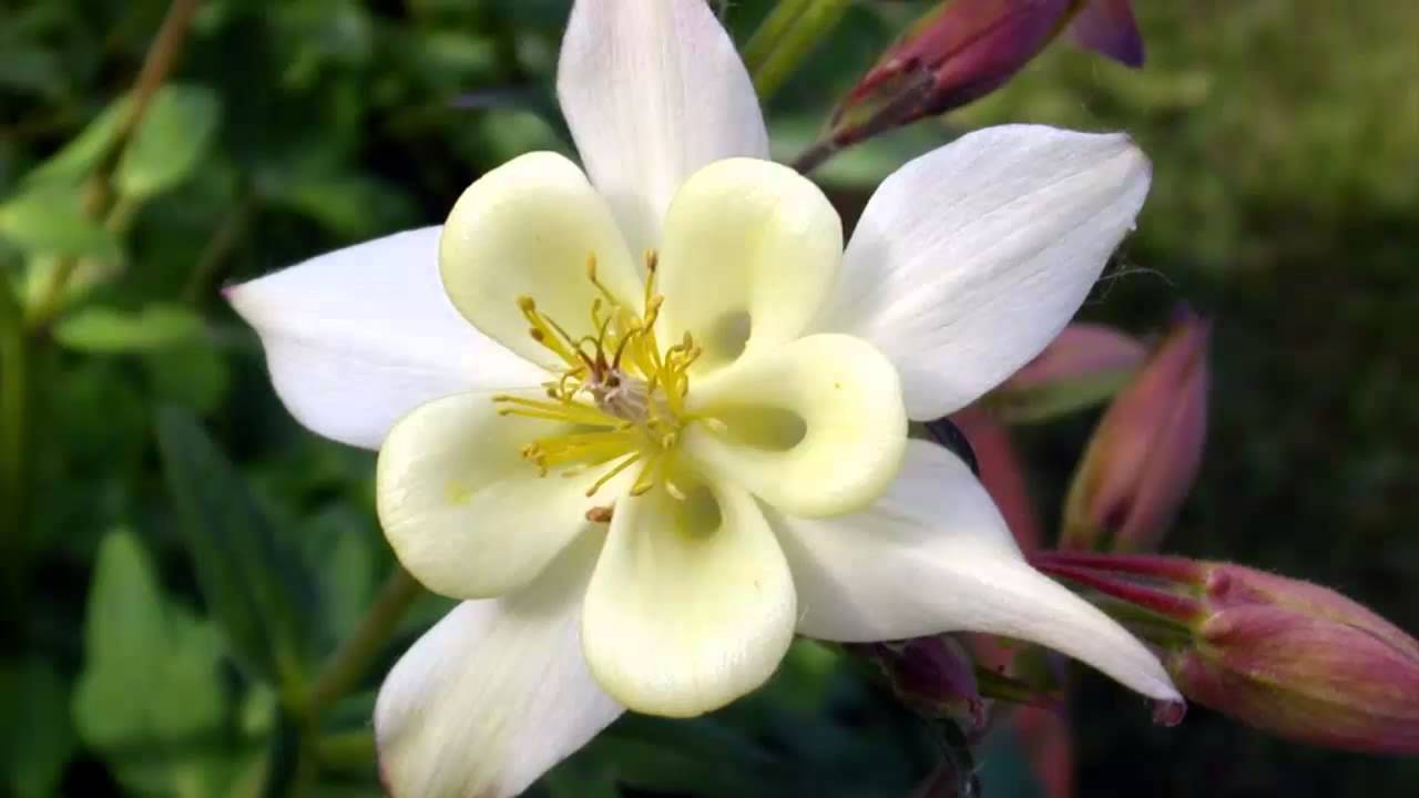 Превью изображения