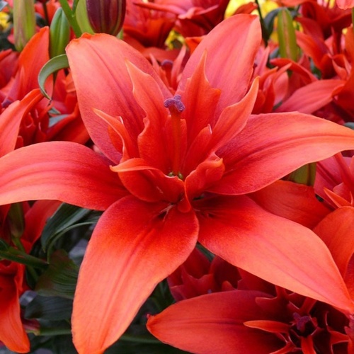 Превью изображения