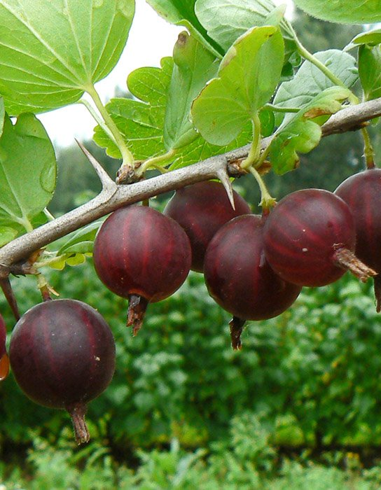 Превью изображения