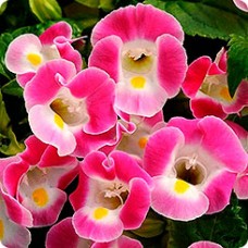 Превью изображения