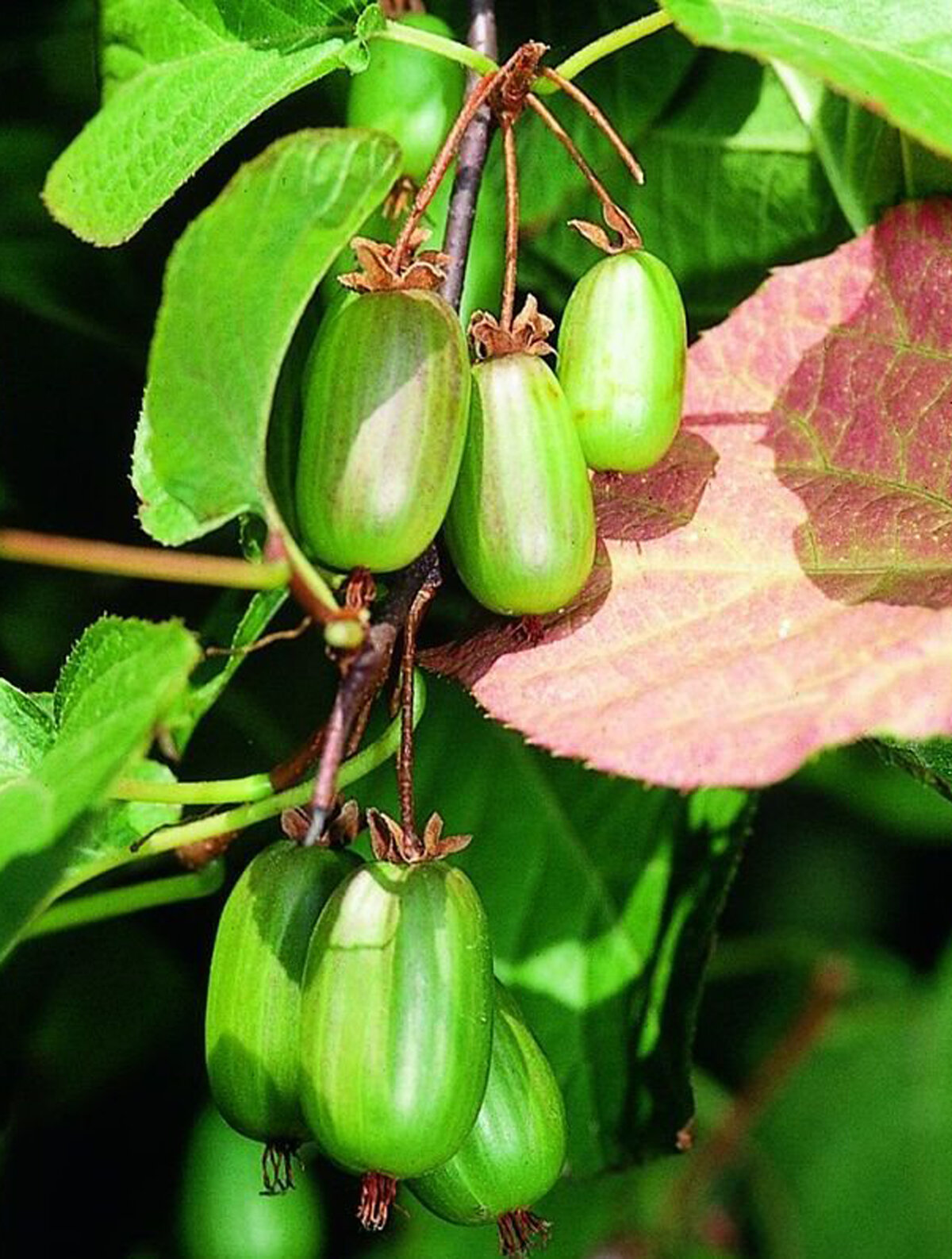 Превью изображения