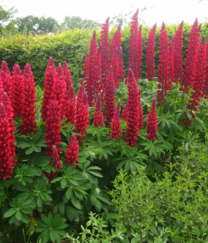 Превью изображения