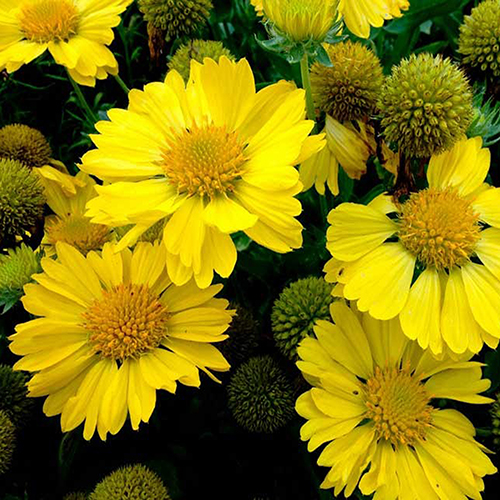 Превью изображения