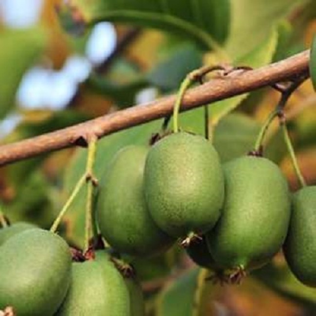 Превью изображения