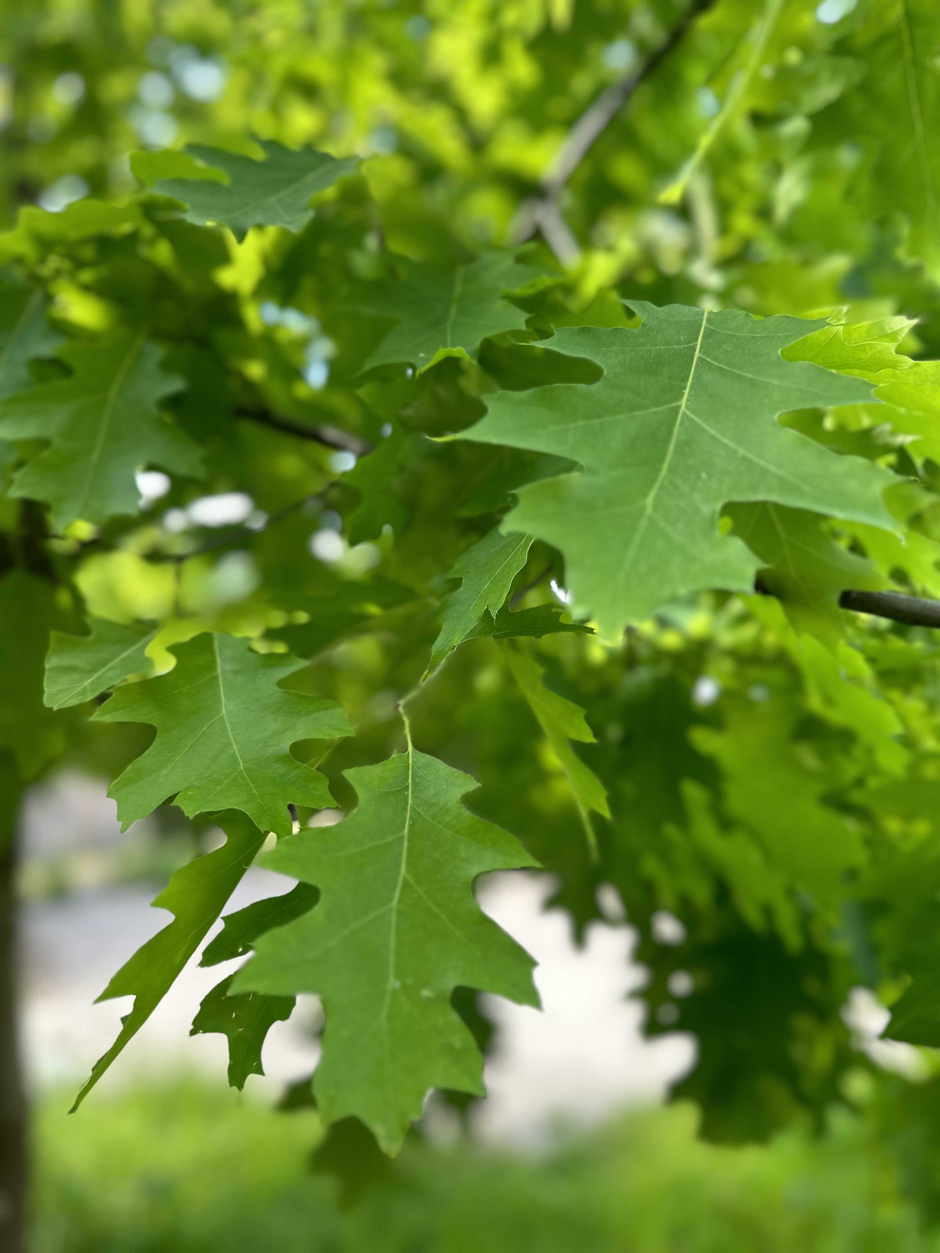 Превью изображения