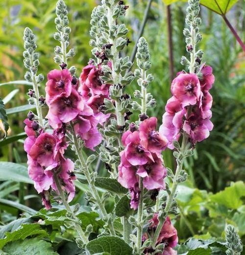 Превью изображения