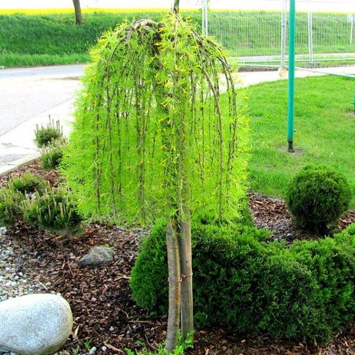 Превью изображения