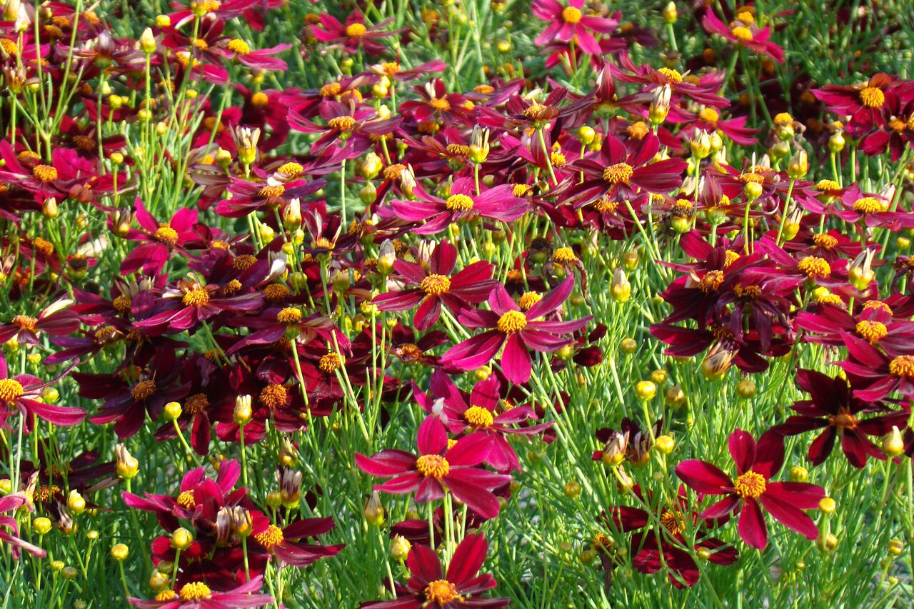 Превью изображения