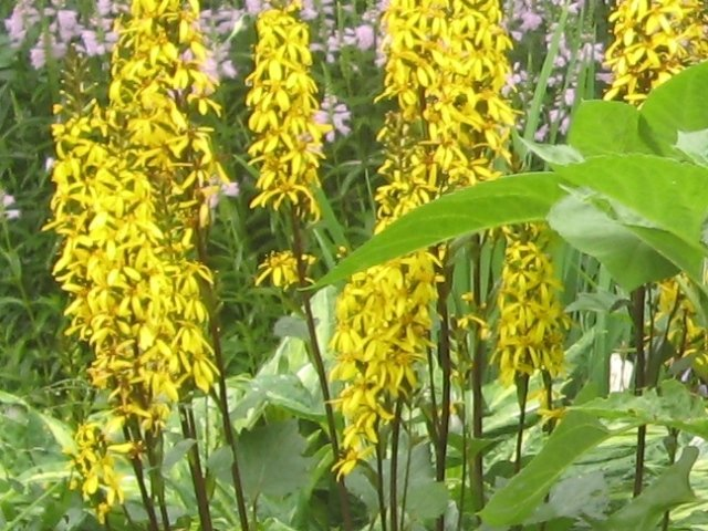 Превью изображения