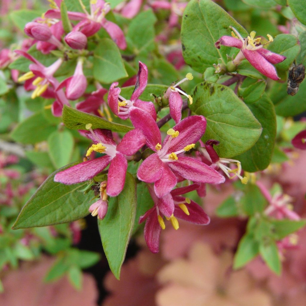 Превью изображения