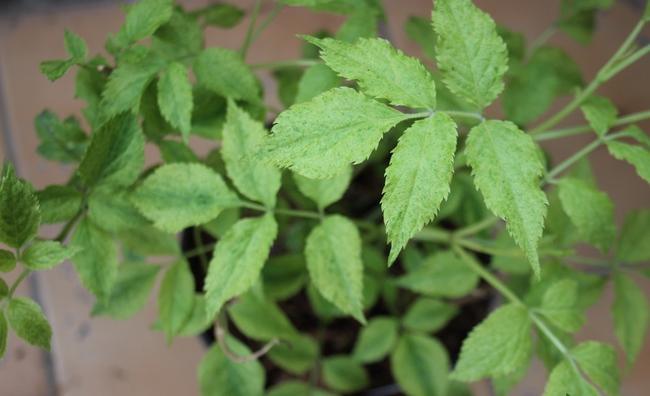 Превью изображения