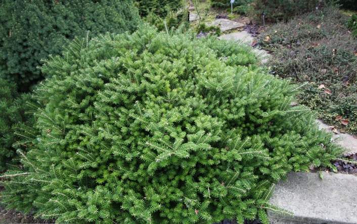 Превью изображения