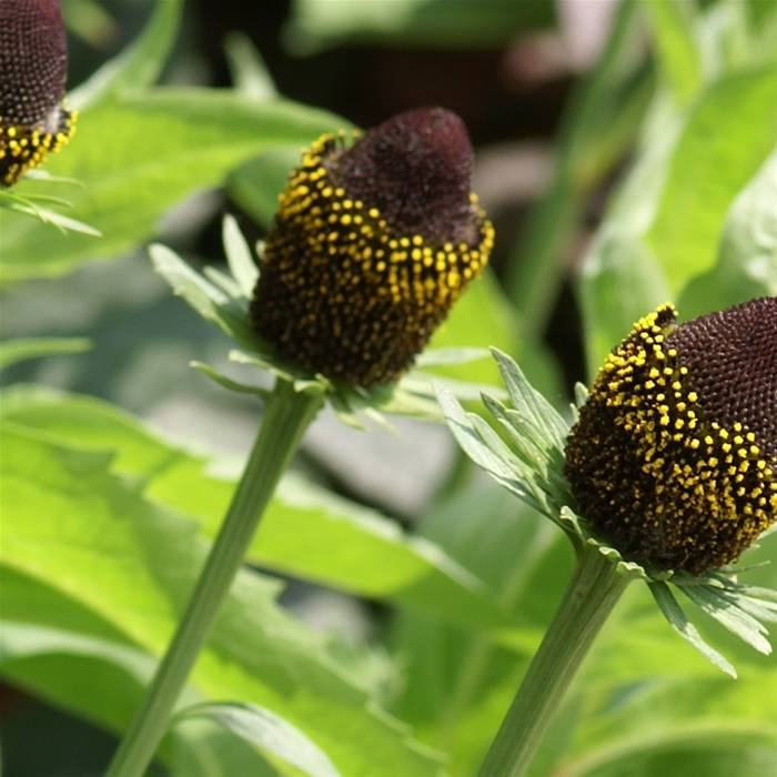 Превью изображения