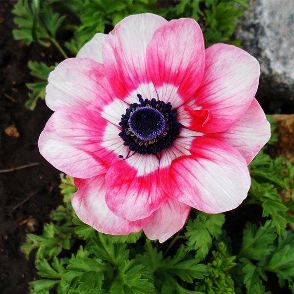 Превью изображения