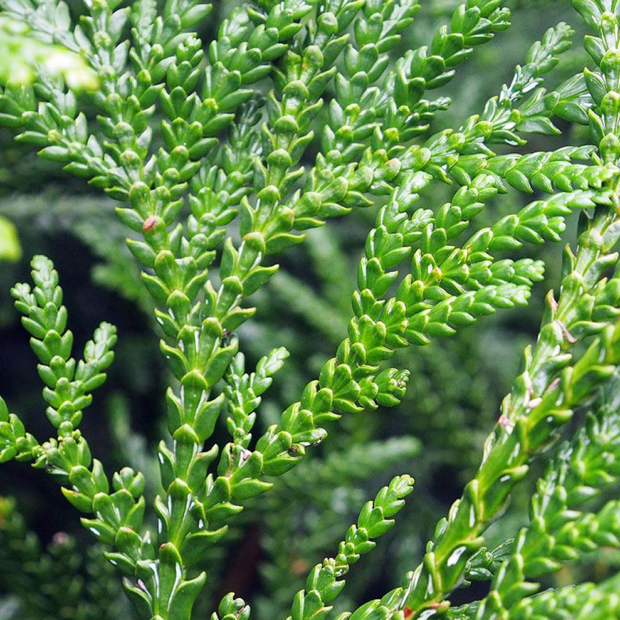 Превью изображения