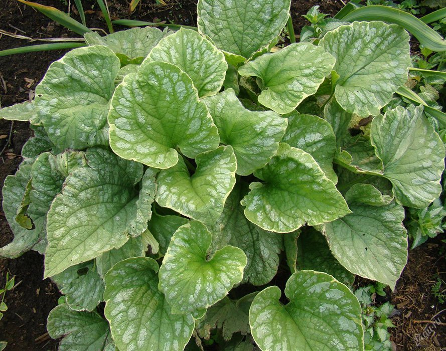 Превью изображения