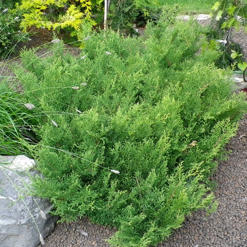 Превью изображения