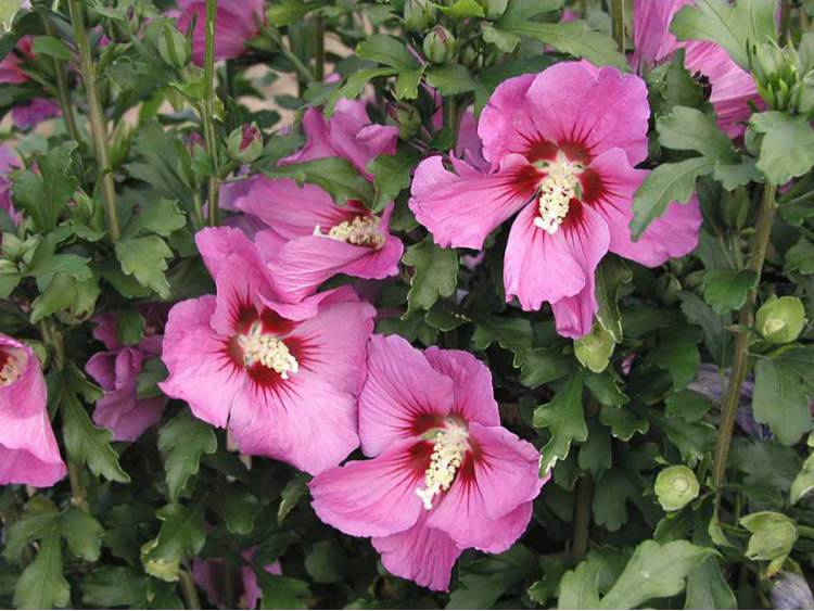 Превью изображения