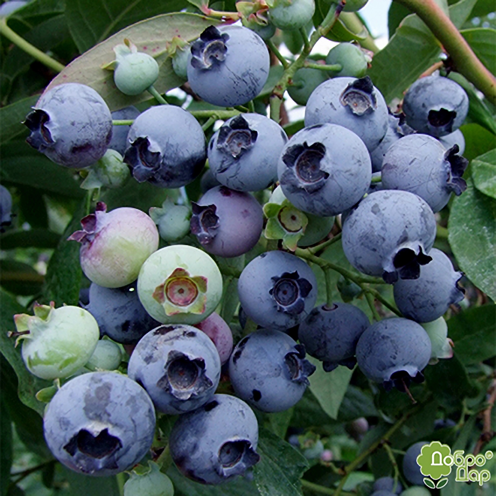 Превью изображения