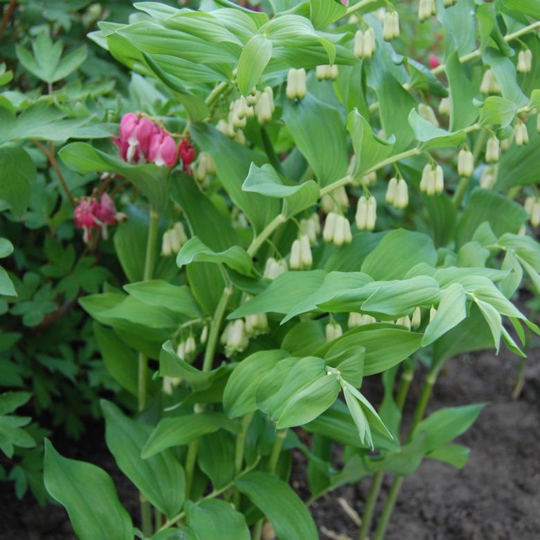 Превью изображения