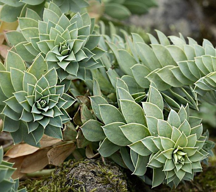 Превью изображения