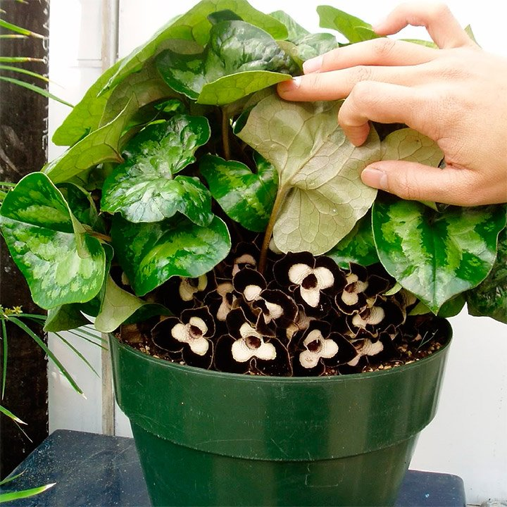 Превью изображения