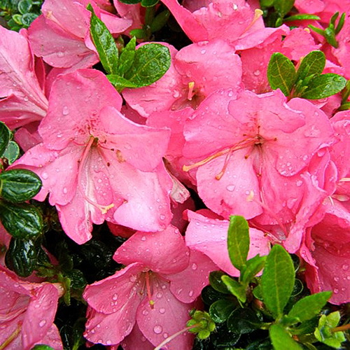 Превью изображения