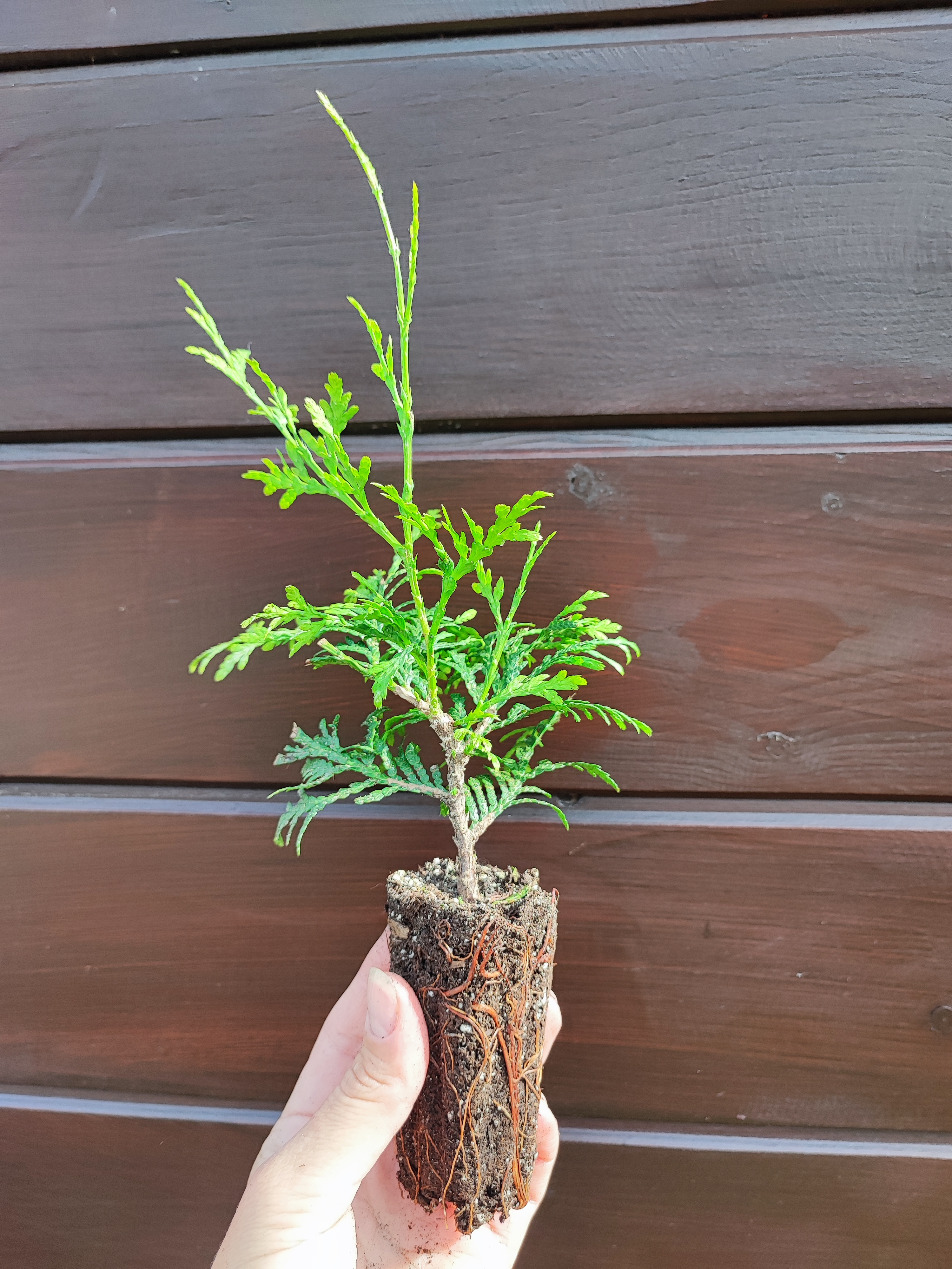 Превью изображения