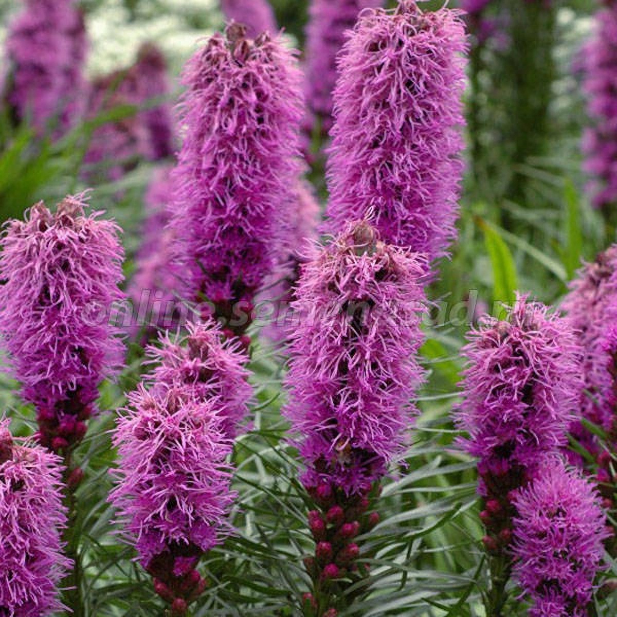 Превью изображения