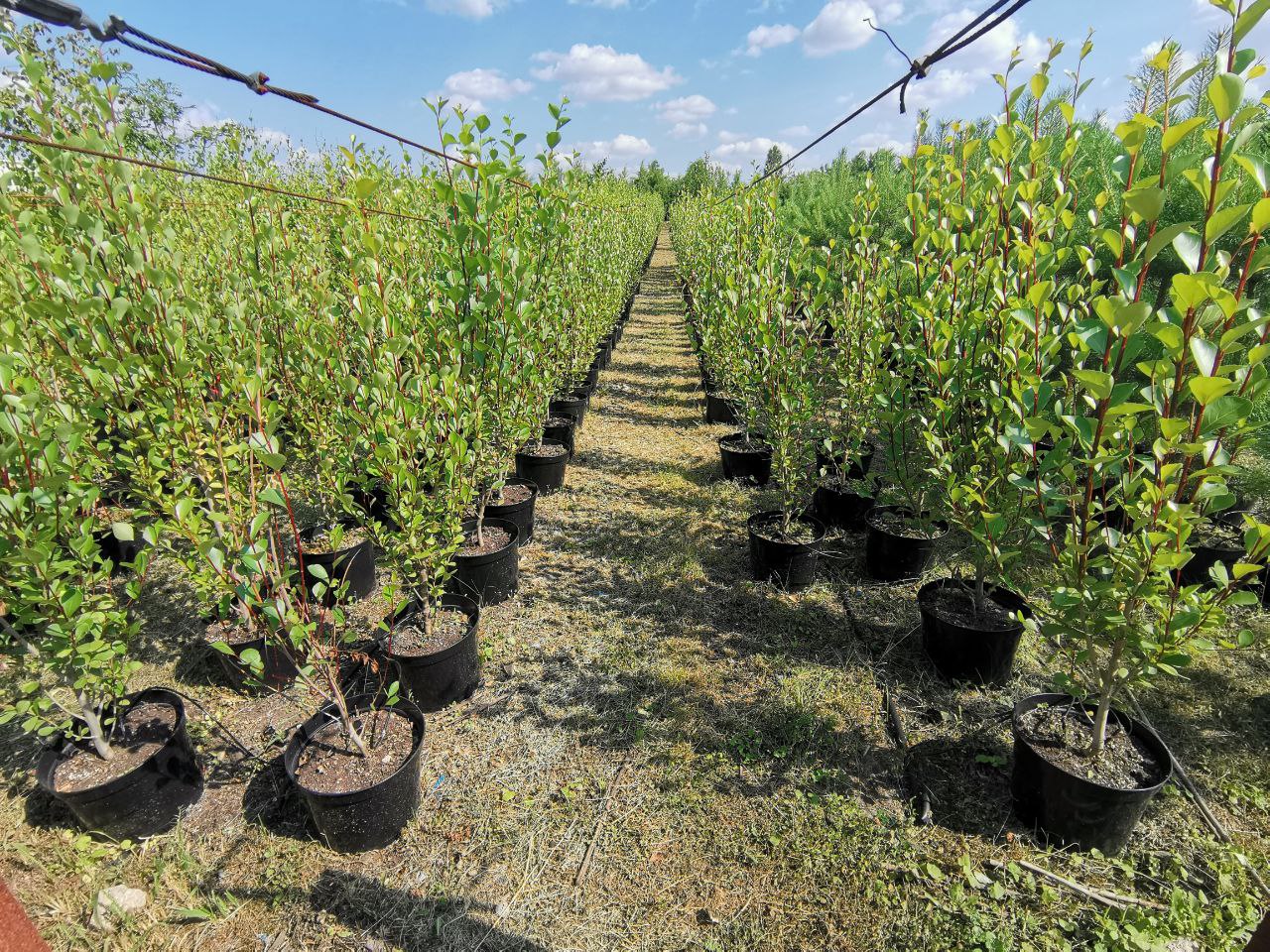 Превью изображения