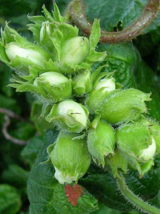 Превью изображения