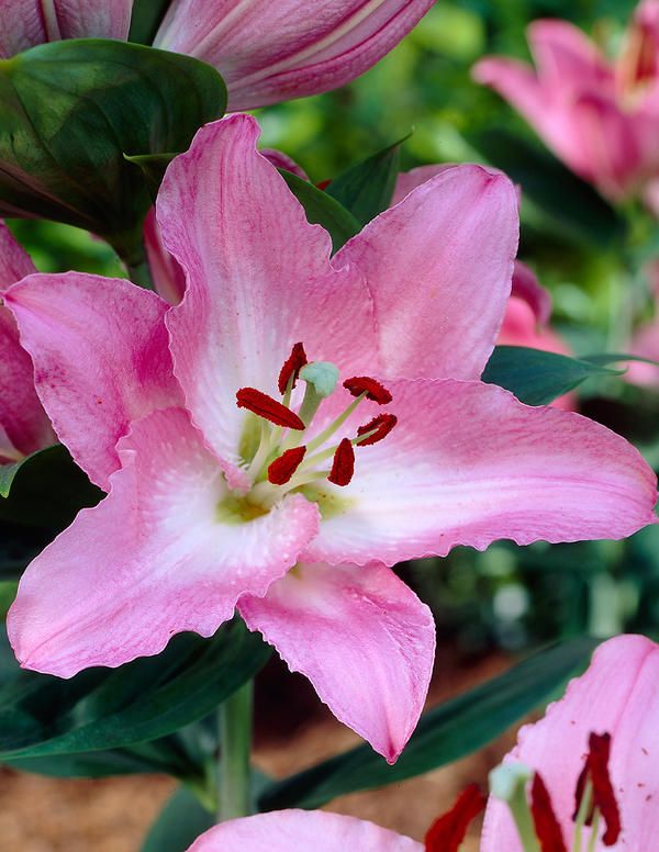 Превью изображения