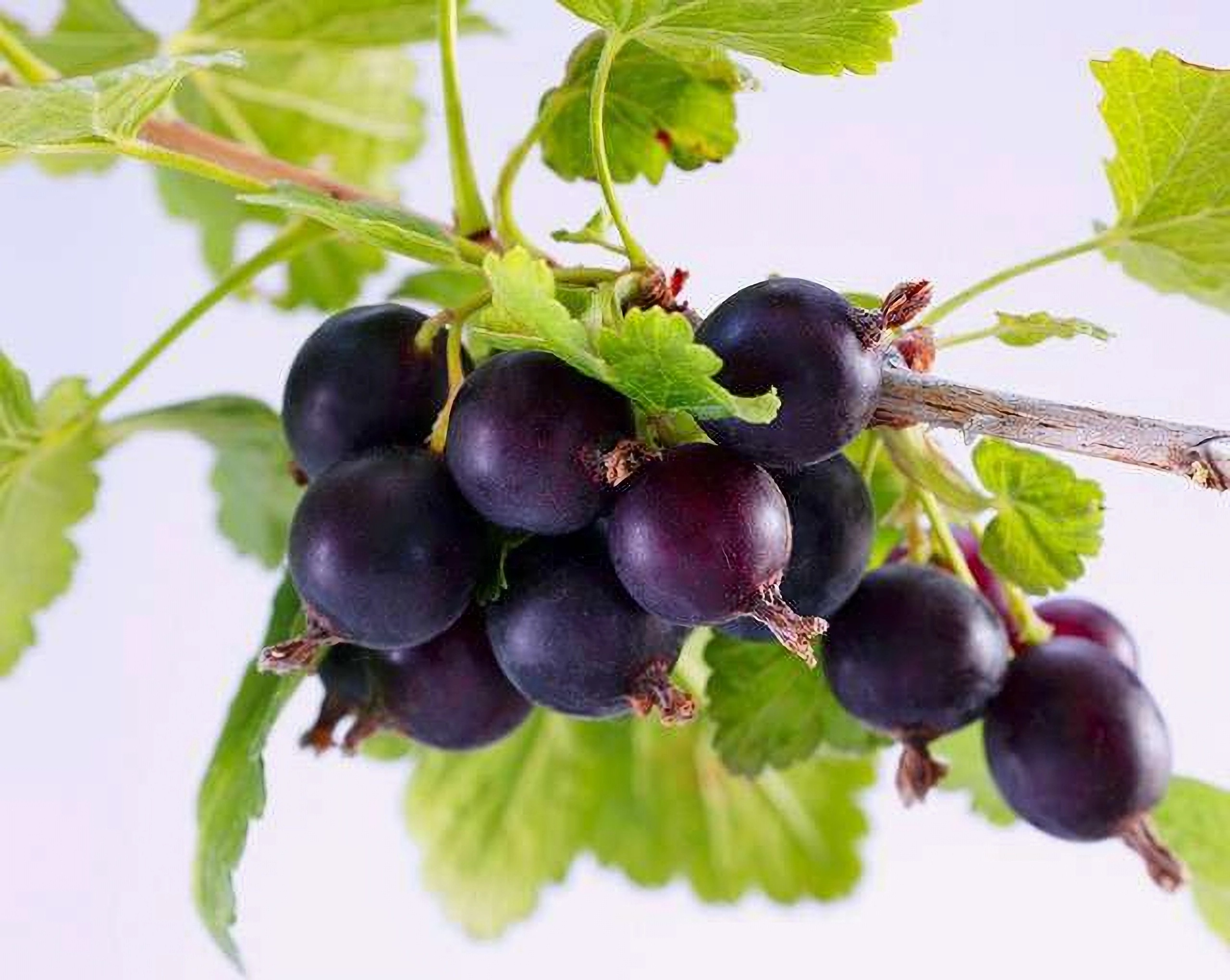 Превью изображения