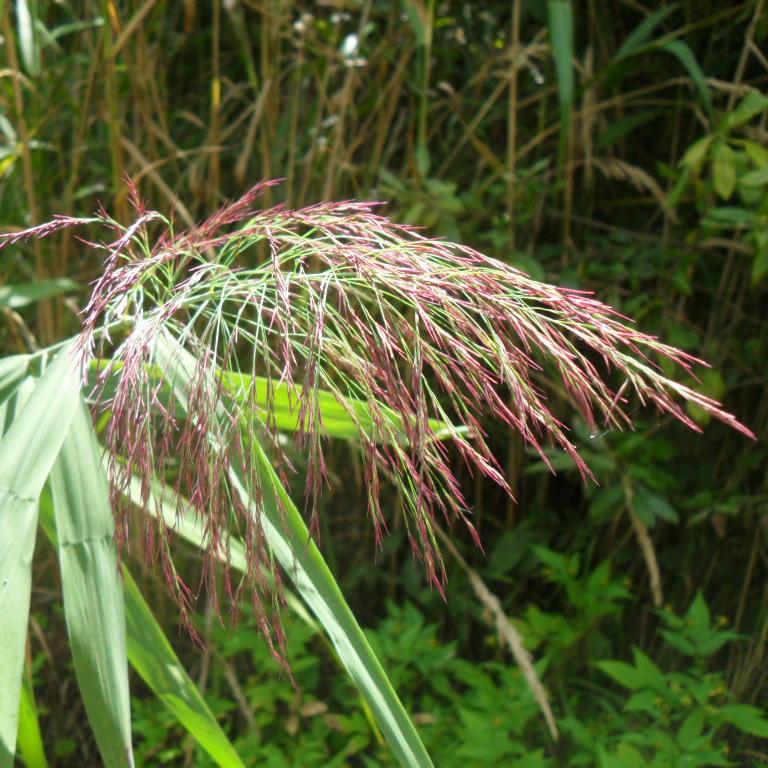 Превью изображения