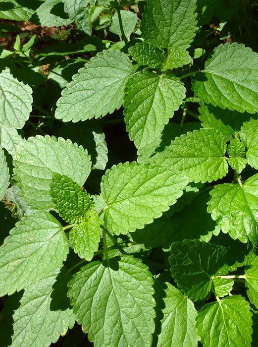 Превью изображения