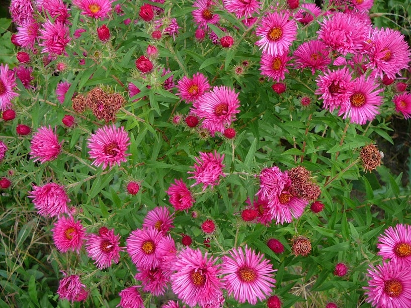 Превью изображения