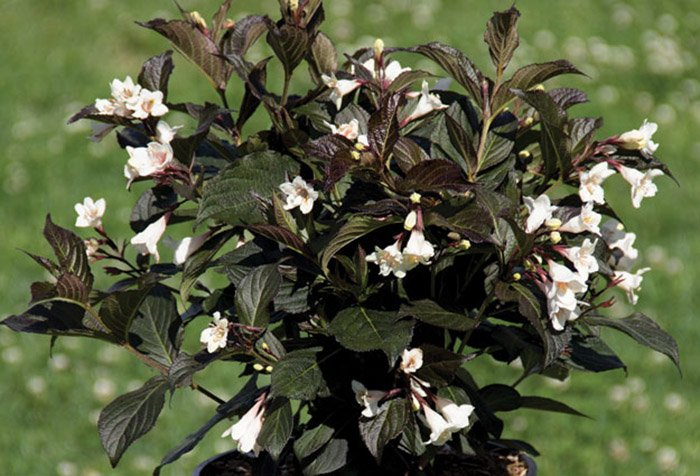 Превью изображения