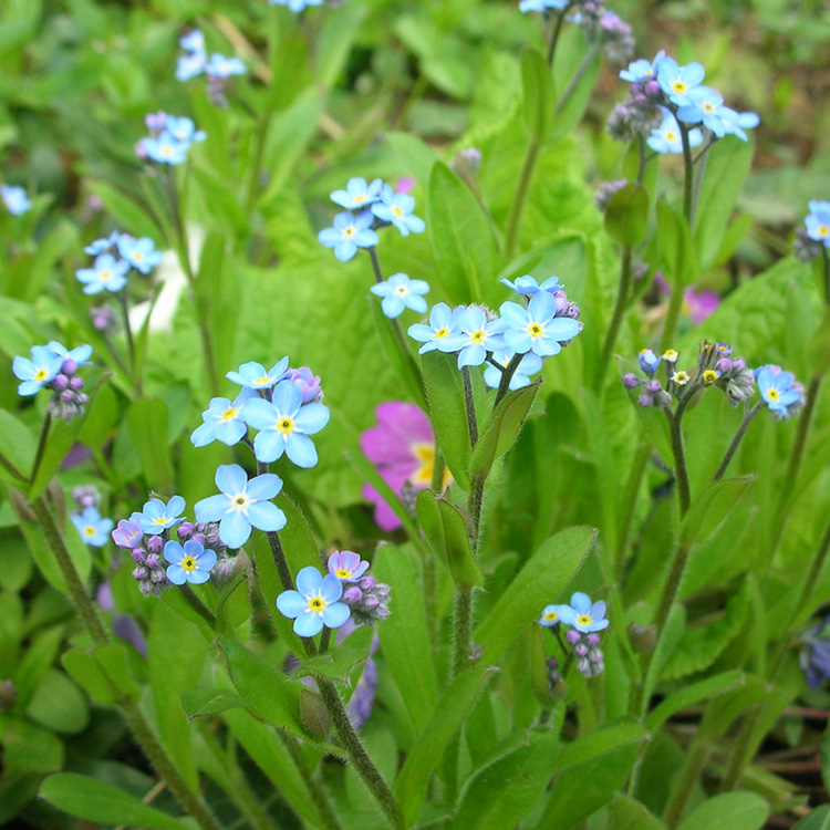 Превью изображения