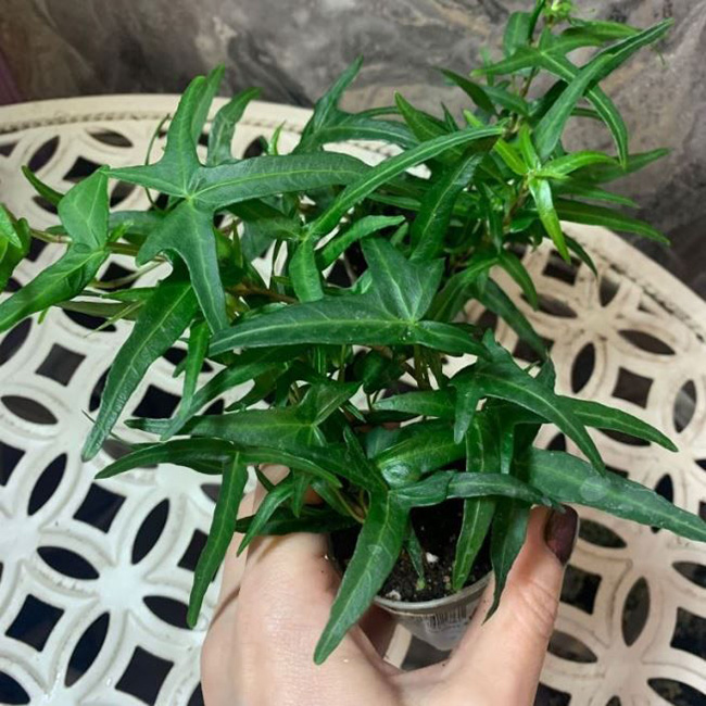 Превью изображения