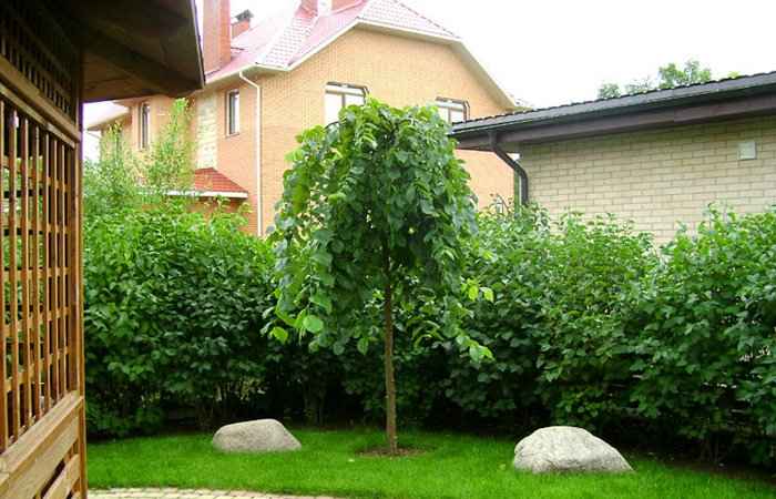 Превью изображения