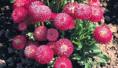 Превью изображения