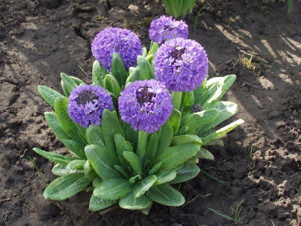 Превью изображения