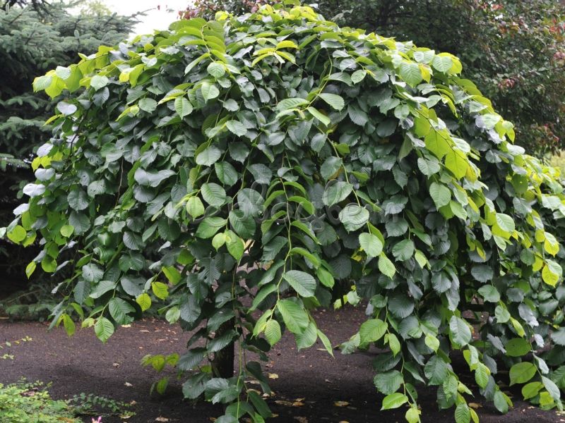 Превью изображения