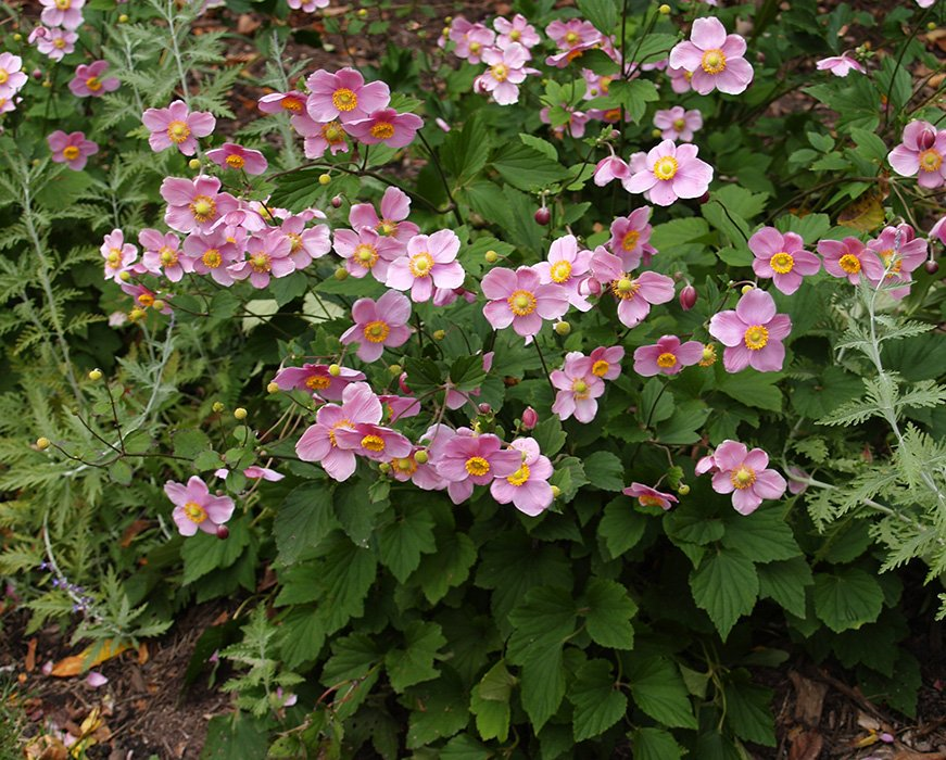 Превью изображения